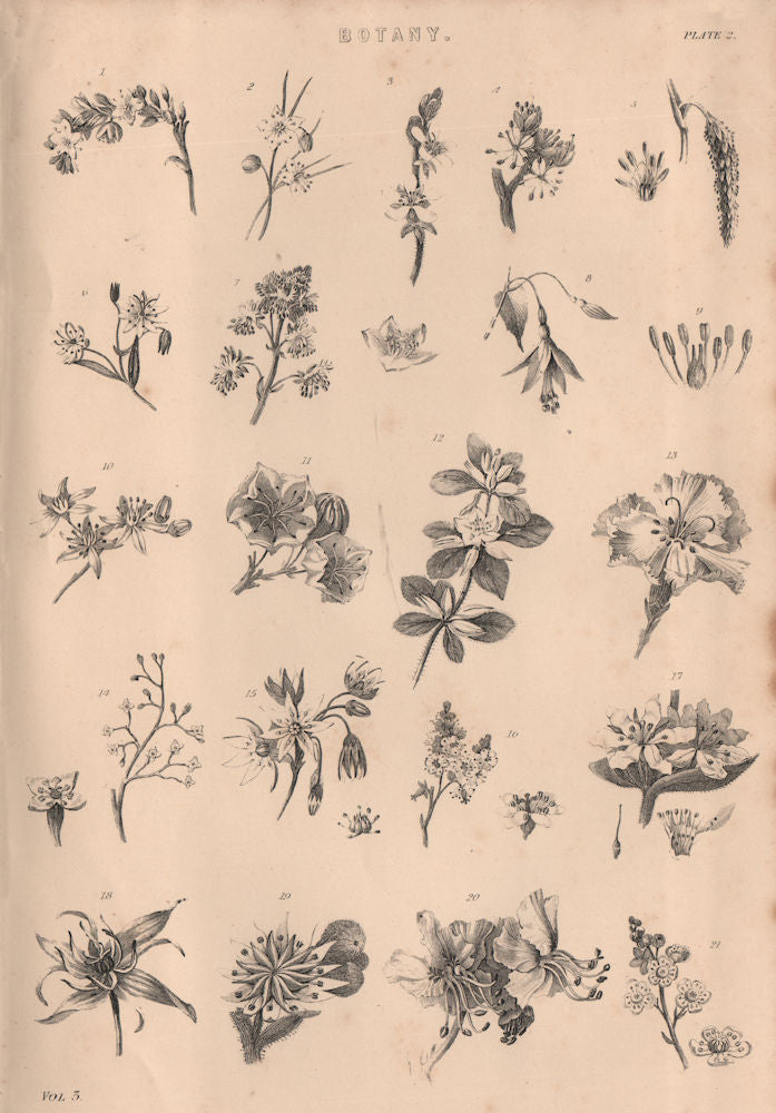 Botany. Types of flower II 1880 old antique vintage print picture